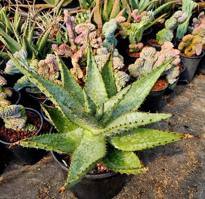 3g Aloe Excelsa: Rare South African Tree Aloe, Seed Grown | eBay