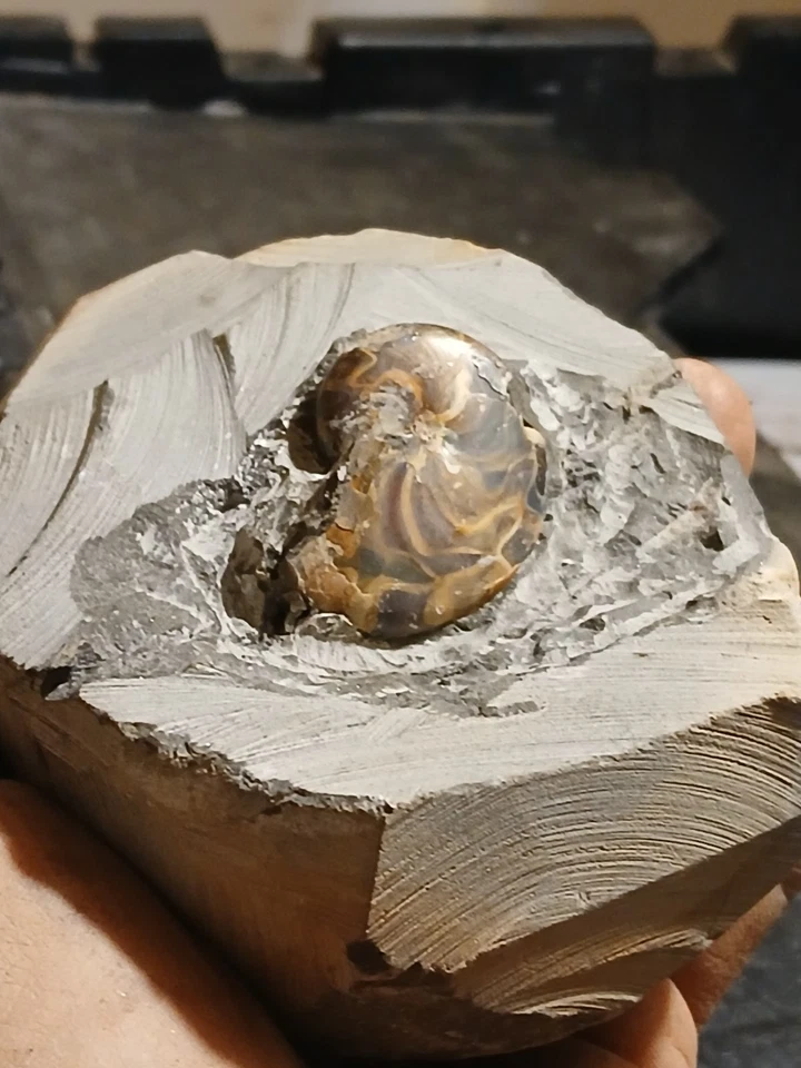 Espécimo fósil Nautilus (Aturia Angustata) envejecido por el Mioceno, frágil Foto 2 de 2