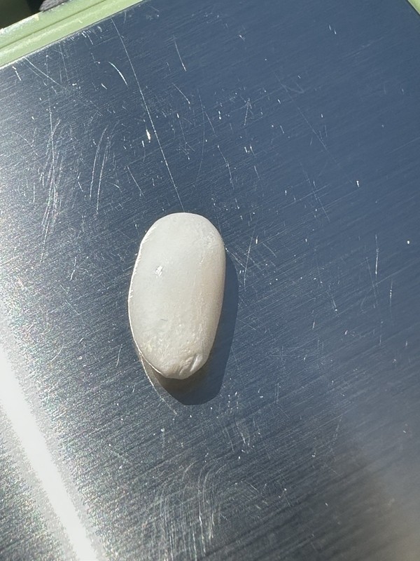 Natural Wild Tridacna White Clam Pearl—-  5.2ct.