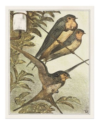 Vintage Schwalben Vogel Wandkunst Naturillustration Druck Nature Swall