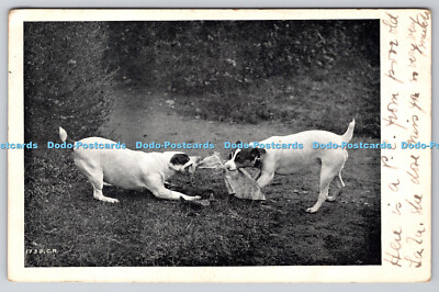 R764781 Zwei Hunde Die Premier Serie Nr. 2051 Bild Postkarte