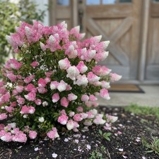 100 Pink and White Hydrangea Seeds   Panicle Shrub for Home Gardens