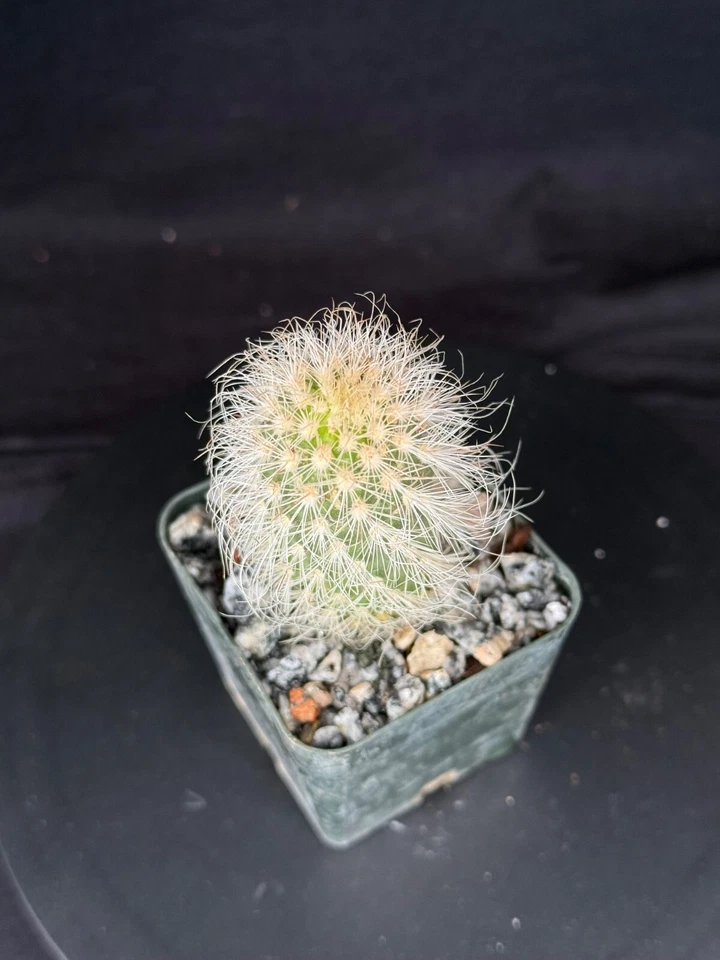 Echinocereus delaetii, cactus plant - Image 3 of 4