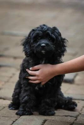 Gumtree Shih Tzu X Toy Poodle Or Shih Tzu X Maltese Poodle With