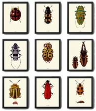 Beetle Prints Wall Art Set of 9 Beautiful Antique Vintage Ladybug Unframed