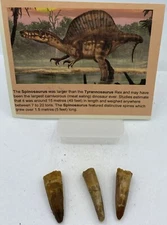 Spinosaurus Teeth Dinosaur F0SSIL Before T Rex Cretaceous Lot J432