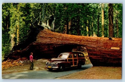 c1960's Tunnel Tree Sequoia National Park California CA Car Vintage Postcard
