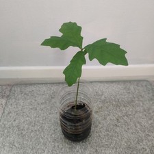 English Oak Tree Seedling 10-20cm Tall Grown from Acorns Rooted Sapling