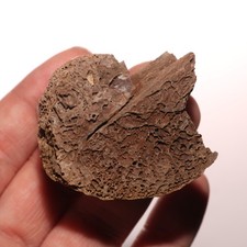 T.rex Tyrannosaurus Rex Bone Piece Dino Fossil Hell Creek Formation Cretaceous