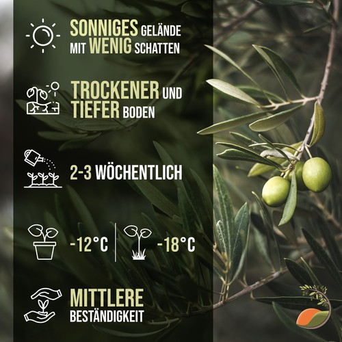 Tropictrees - Olivenbaum - Kugelform - Olea europaea - Höhe 220 cm - Winterhart - Bild 3 von 7