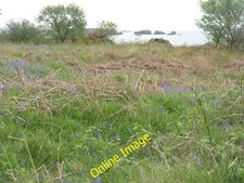Photo 12x8 Willows, bracken and bluebells Ardbeg/NR4146 Looking out to  c2014