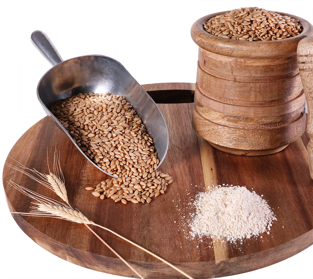 Organic Einkorn Wheat Berries 10lbs eBay