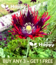 POPPY PEONY DRAMA QUEEN - 500 SEEDS - Papaver Paeoniflorum