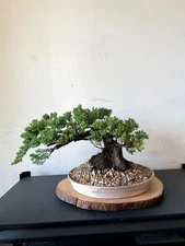 PREMIUM! Fantastic Procumbens Nana Juniper Pre-Bonsai, 25 Years, GREAT TRUNK