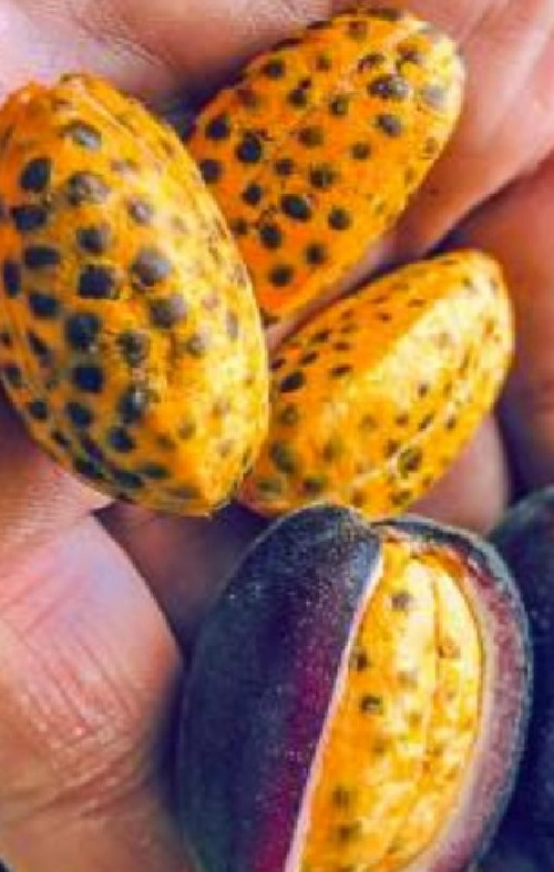 10 semillas seeds Renealmia Alpinia Oaxacan Purple - Jengibre - fruto comestible