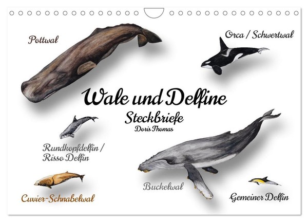 Calendar 2027 · US Version · Whales And Dolphins Profiles (Wall Calendar 2027 12-image