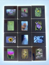 VTG LOT OF 12 SLIDES STUNNING CA FLOWERS PROFESSIONAL SHOT 35MM MACRO 70s/80s 4
