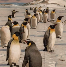 PENGUINS - Colony Snowy  Mountains Chromolithograph Antique Print 1900 w Video
