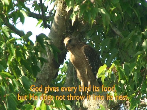 "CLOSE-UP NATURE TOUR" A Journey into the World around us, Relaxation DVD - Imagen 8 de 10
