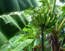 Musa - Gold Finger - Banana Tree