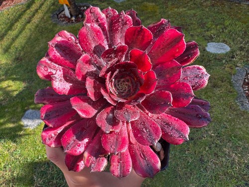 Aeonium Watermelon Taro - Variegated - sukkulenten