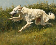 Borzoi Running in Meadow | 8x10 Matte Print