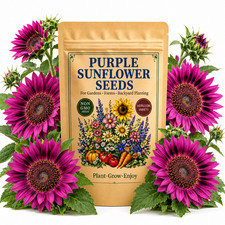 50 Purple Sunflower Seeds - Annual Pollinator Garden Flowers for Home Planting