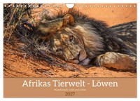 Afrikas Tierwelt - LöWen (Wandkalender 2027 Din A4 Quer), Calvendo Monatskalende