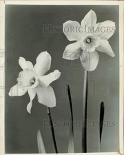 1963 Press Photo Mrs. R.C. Backhouse daffodil - lra41183