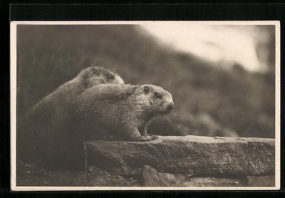Postcard Two Groundhogs on a Wall 1937 