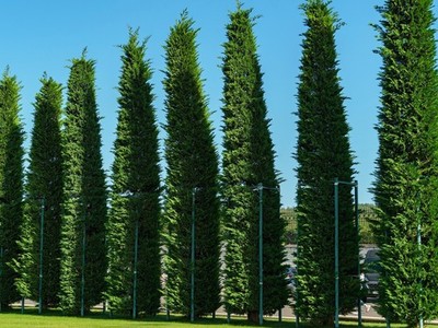 Live Murray Cypress Tree + Cupressus x leylandii - [Pint/Quart Pot]