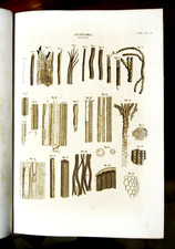 1849 Stampa Antica Litografia"ANATOMIA"Tavola XV.A..VEGETALE. VARIE VEDUTE