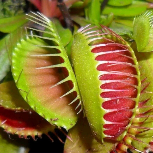 1 X VENUS FLY TRAP DIONAEA MUSCIPULA CARNIVOROUS HEALTHY INDOOR PLANT IN POT - Picture 3 of 6