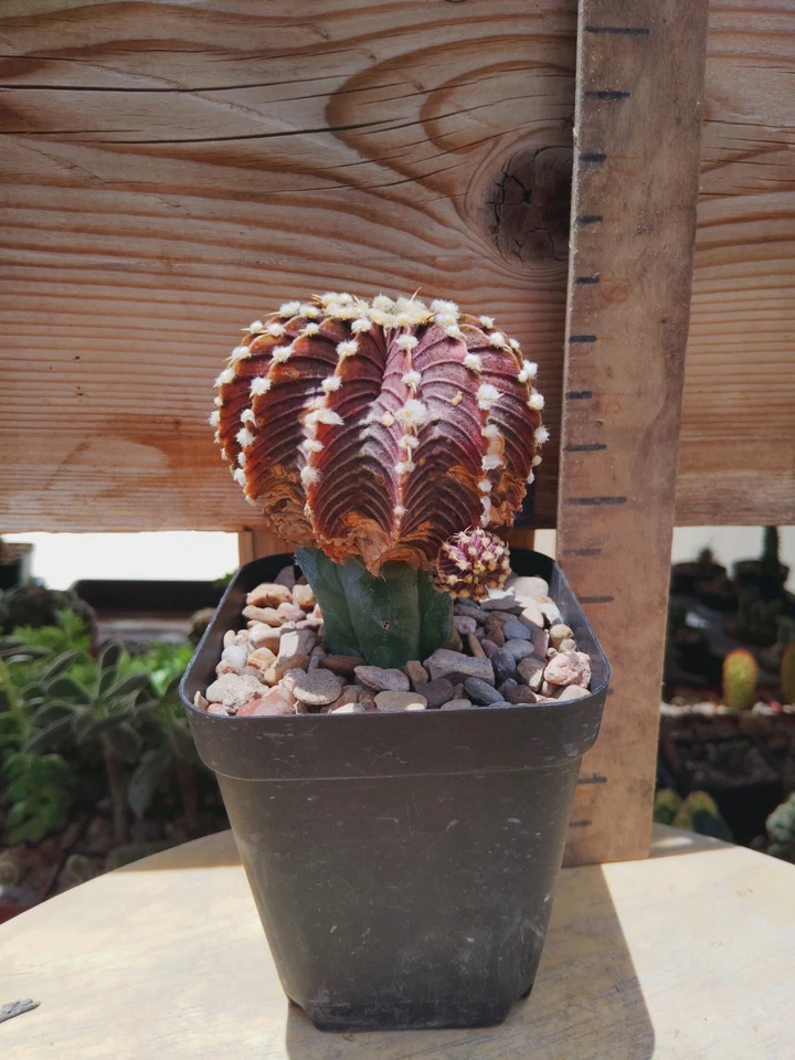 Gymnocalycium Friedrichii 'Agua Dulce' - Image 2 of 3