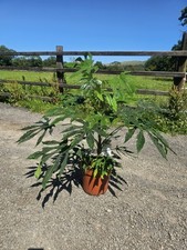 1x 3ft Fatsia Polycarpa Green Finger Indoor Outdoor Office Large Premium Qualit