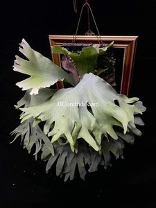 Platycerium Willinckii | eBay