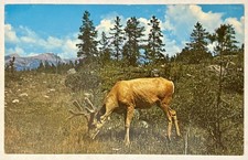 MULE DEER  Canadian Rockies Parks Vintage Postcard