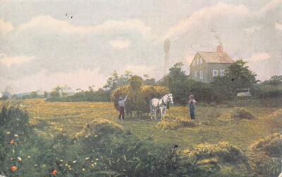 Lily Pond Meadows Nantucket Mass Horse Hay Carriage