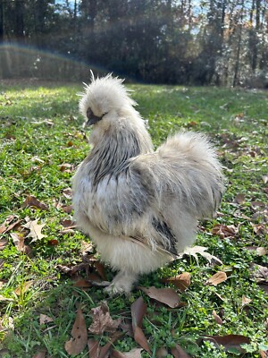 12+ Purebred Silkie Hatching Eggs