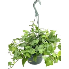 Green English Ivy Hanging Basket-Live Plant in an 8 In. Pot-Hedera Helix-Indoor 