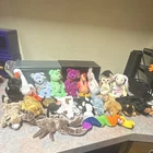 TY Beanie Babies Mixed Lot of 20 – Bears, Birds, Sea Life & More – Vintage #3