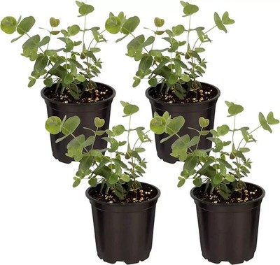 Live Aromatic and Healthy Herb - Eucalyptus (4 Per Pack) - Assorted Varieties...