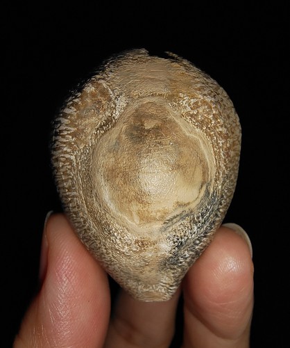 MEERMUSCHEL COWRIE FOSSIL, BARYCYPRAEA BEBERKIRIANA AUS JAVA, INDONESIEN, 45 MM
