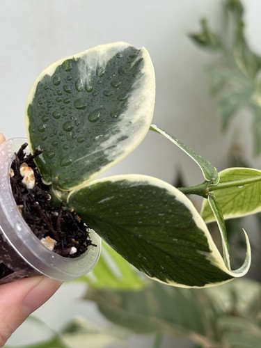 ✨Hoya Polyneura Variegated Albomarginata(Fishtail)✨~Established Indoor Plant🌿 - Picture 3 of 9