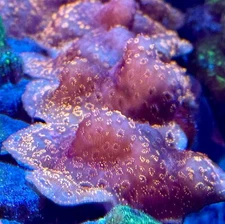 live coral Orange Pavona by "coralSLover"