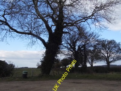Foto 8x6 Bäume von Shootacre Lane, Princes Risborough c2016