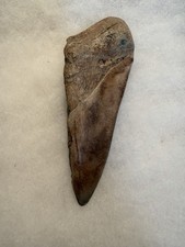 MEGALODON Shark Tooth No Repair Natural 4.35