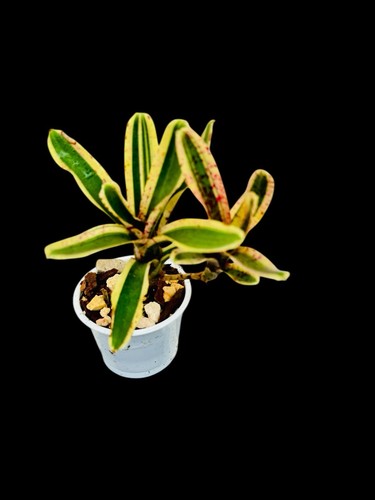 Mini Neoregelia Bromeliad - Green Ball | Canada | Jungle Jewel Exotics