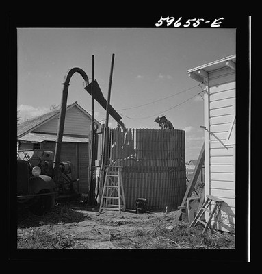Waterloo Nebraska 1941 Corn Silo Filling Co-op Members Tractor Rural Farm