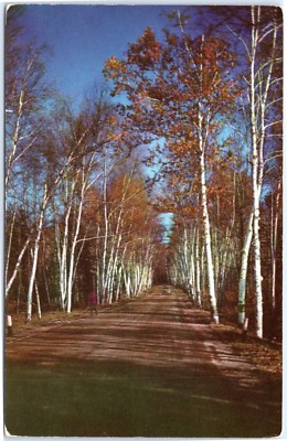 Vermont Birches in Autumn - Tree-lined road